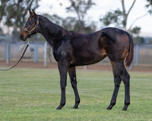 Lot 345: Ozzmosis / Lady Xuxa (NZ)