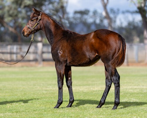 Lot 346: Native Trail (GB) / Lahana