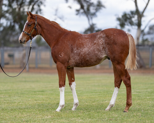 Lot 348: St Mark's Basilica (FR) / Land Ahoy