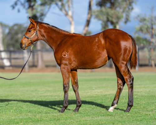 Lot 384: Tassort / Miss Beauty World