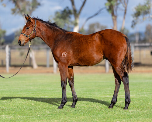Lot 420: Wild Ruler / Native Bombshell (USA)