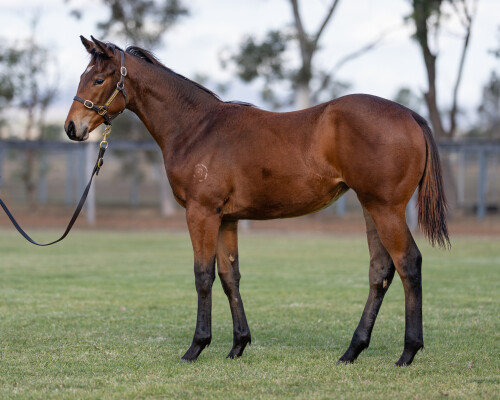 Lot 437: King's Legacy / Orakei