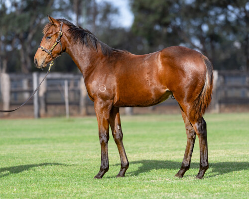 Lot 446: Native Trail (GB) / Panic Buy