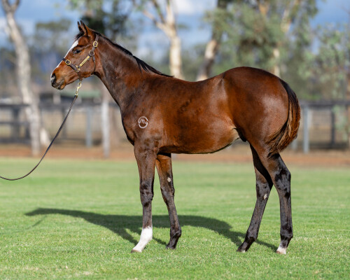 Lot 456: Hellbent / Personality Plus