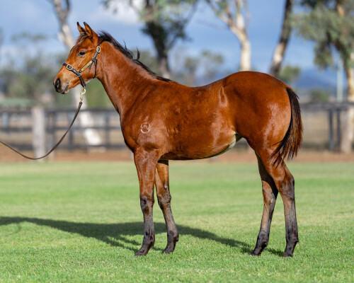 Lot 468: Pinatubo (IRE) / Provide