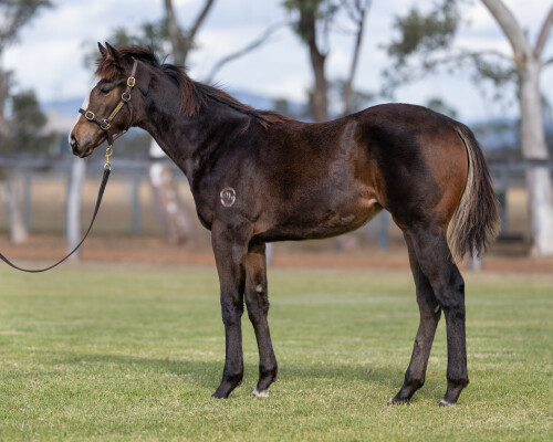 Lot 496: Brave Smash (JPN) / Rose of Choice