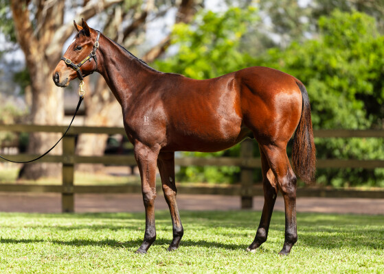 Lot 70: Pierata / Tennessee (NZ)