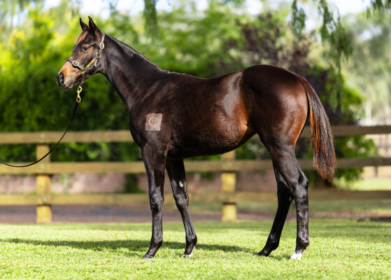 Lot 113: Ozzmosis / Wanda's Legacy