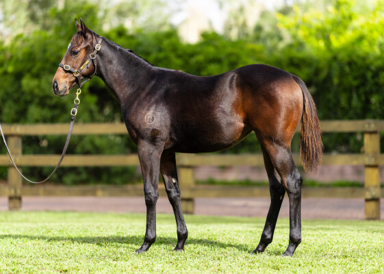 Lot 153: Farnan / Amore (NZ)
