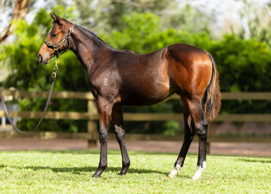 Lot 228: Brave Smash (JPN) / Devil's Harmony (NZ)