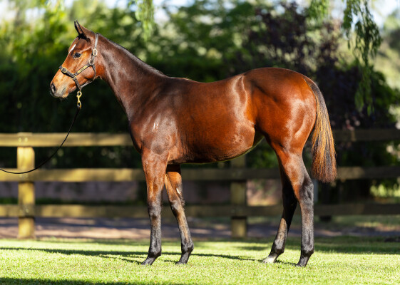 Lot 268: Cosmic Force / Free Speech