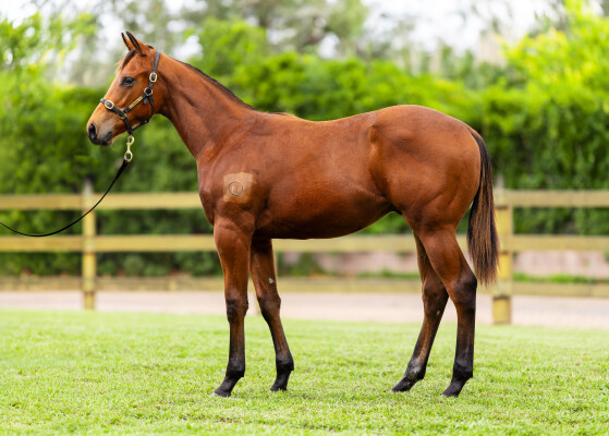 Lot 299: Acrobat / High Delight (NZ)
