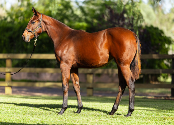 Lot 432: Zousain / Odelia
