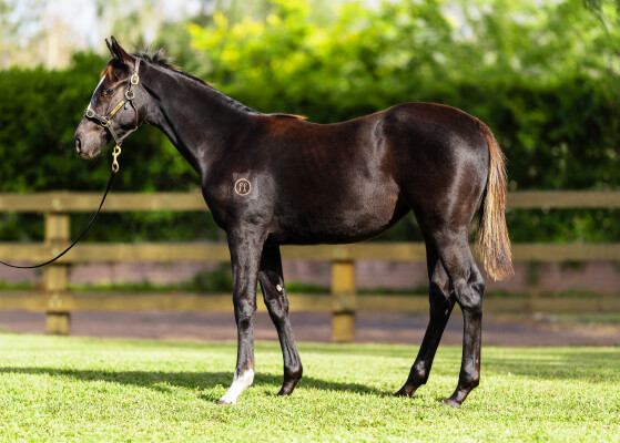 Lot 440: Pierro / Our Hot Date