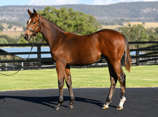 Lot 236: Bivouac / Dream of Venus