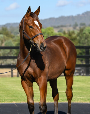 Lot 236: Bivouac / Dream of Venus