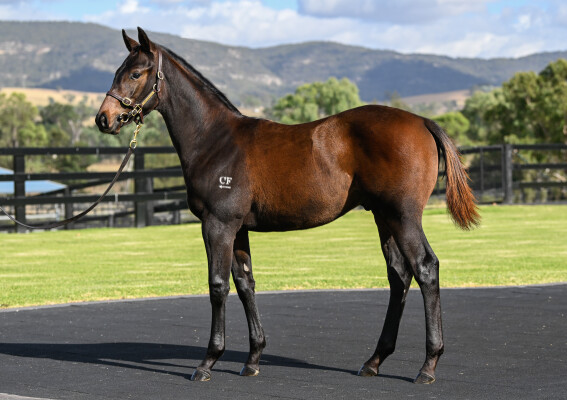 Lot 322: All Too Hard / Jeu de Cartes (NZ)