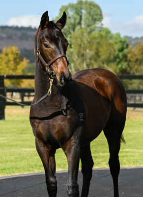 Lot 322: All Too Hard / Jeu de Cartes (NZ)