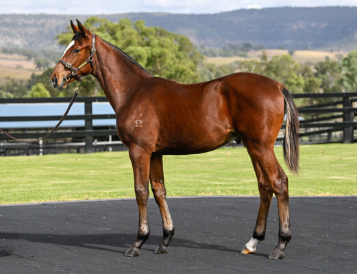 Lot 497: So You Think (NZ) / Rosefleur