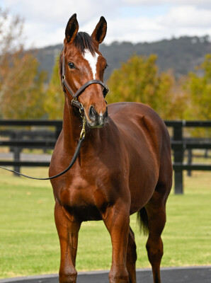 Lot 497: So You Think (NZ) / Rosefleur