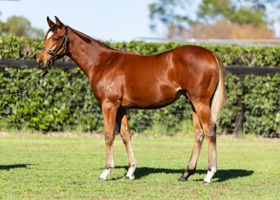 Lot 68: Home Affairs / Telopea (GB)