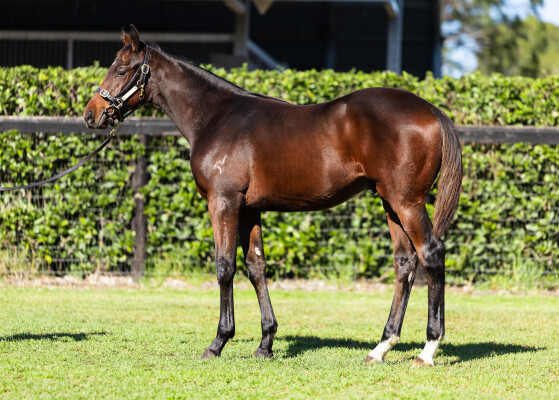 Lot 284: Shinzo / Gorgons
