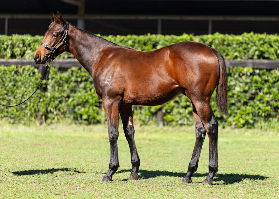 Lot 495: Tassort / Rosato