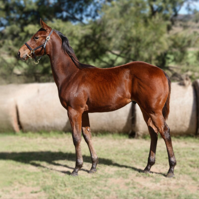 Lot 482: Brutal (NZ) / Rain Spirit