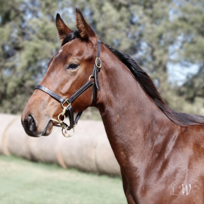 Lot 482: Brutal (NZ) / Rain Spirit