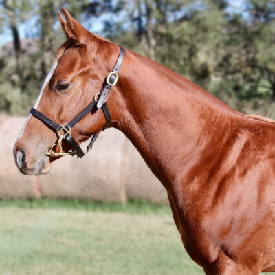 Lot 130: Zousain / Zafina