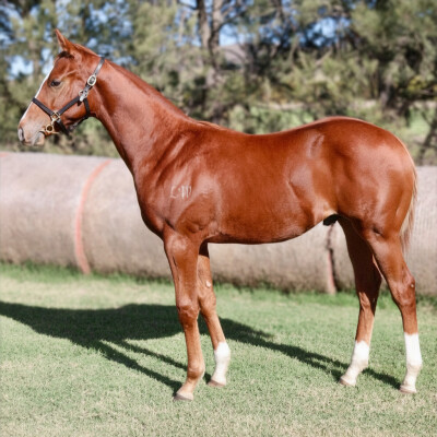 Lot 130: Zousain / Zafina