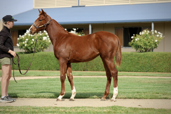 Lot 19: Native Trail (GB) / Sheza Flyer (NZ)