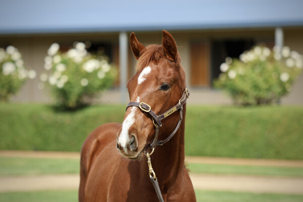 Lot 19: Native Trail (GB) / Sheza Flyer (NZ)