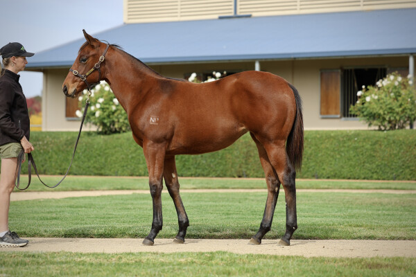 Lot 43: Shinzo / Special Lover (NZ)
