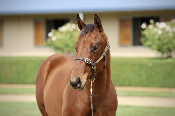 Lot 43: Shinzo / Special Lover (NZ)