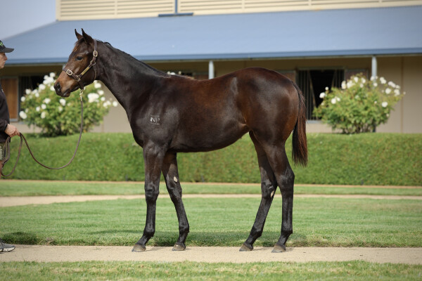 Lot 149: Cylinder / Alasaayel