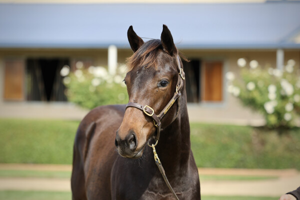 Lot 149: Cylinder / Alasaayel