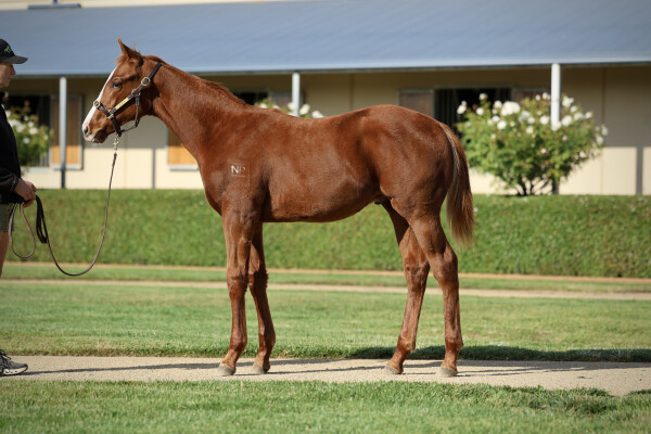Lot 258: Street Boss (USA) / First Blessing
