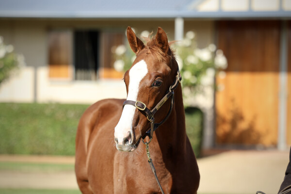 Lot 258: Street Boss (USA) / First Blessing