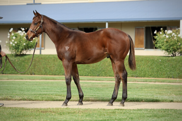 Lot 267: Hawaii Five Oh / Foxiest