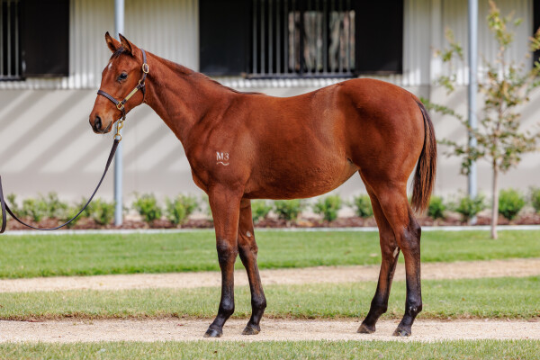Lot 4: Farnan / Saigon
