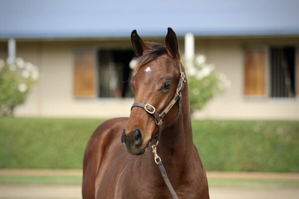 Lot 267: Hawaii Five Oh / Foxiest