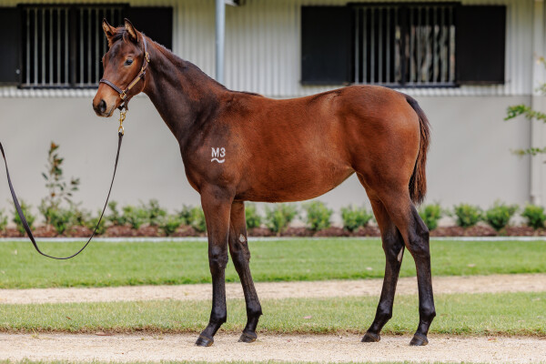 Lot 241: Farnan / Enstone (CAN)