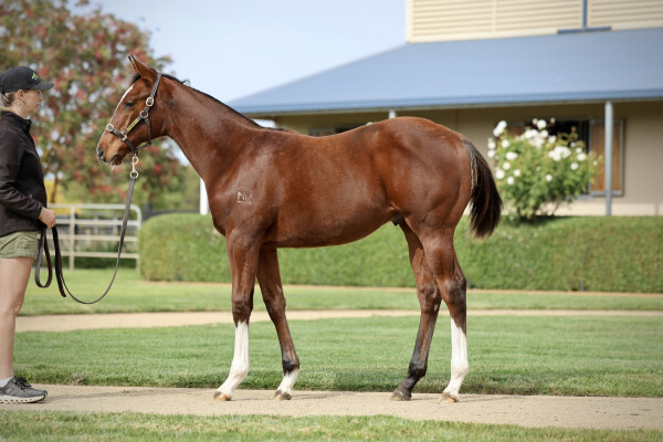Lot 349: Maurice (JPN) / Lankan Gold