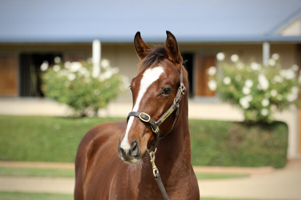 Lot 349: Maurice (JPN) / Lankan Gold