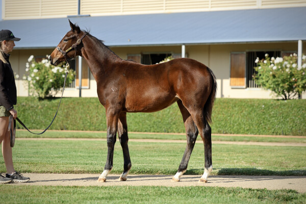 Lot 410: Alabama Express / My Sabeel (NZ)