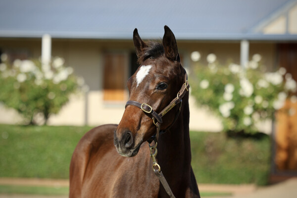Lot 410: Alabama Express / My Sabeel (NZ)