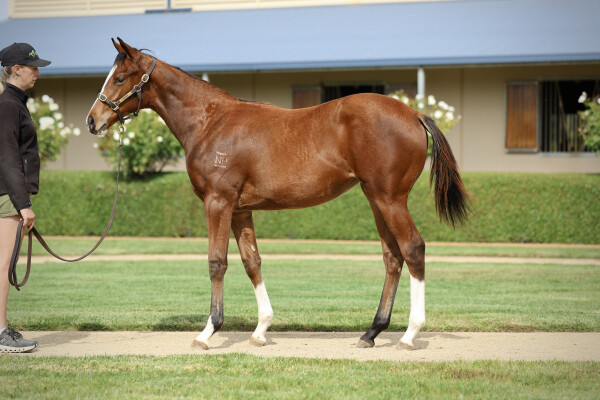 Lot 483: Paulele / Raweesha