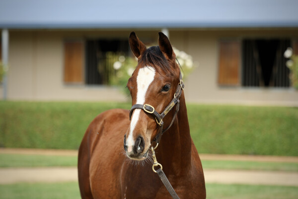 Lot 483: Paulele / Raweesha