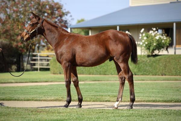 Lot 491: Harry Angel (IRE) / Rock the Sea (NZ)